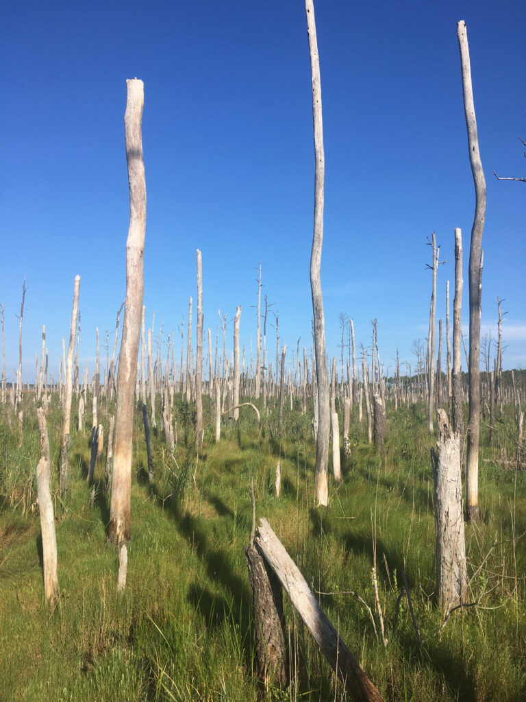 A "ghost forest" in a Maryland marsh featuring dozens of tall, bleached, barkless dead tree trunks standing amidst vibrant green wetland grasses under a clear, bright blue sky.